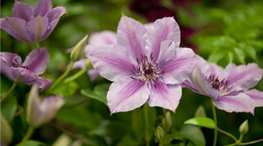 Clematis 'Nelly Moser' (GS424941.jpg)