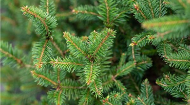 Picea abies 'Remonti' (GS647199.jpg)